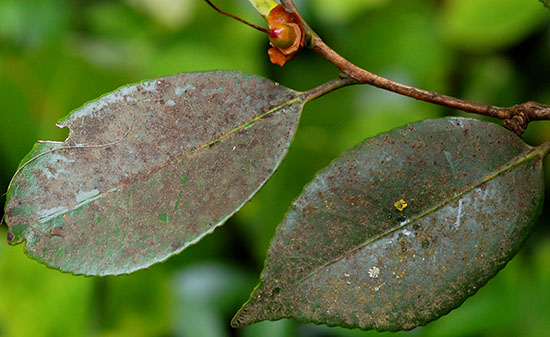 Mold on leaves