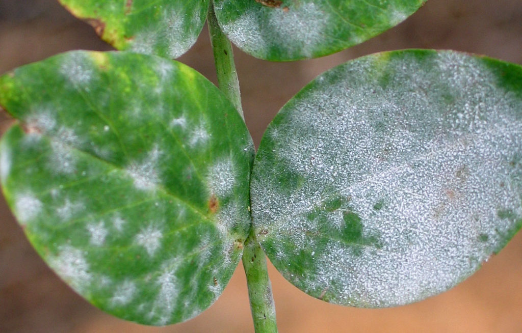 Powdery Mildew Leaf Disease close up