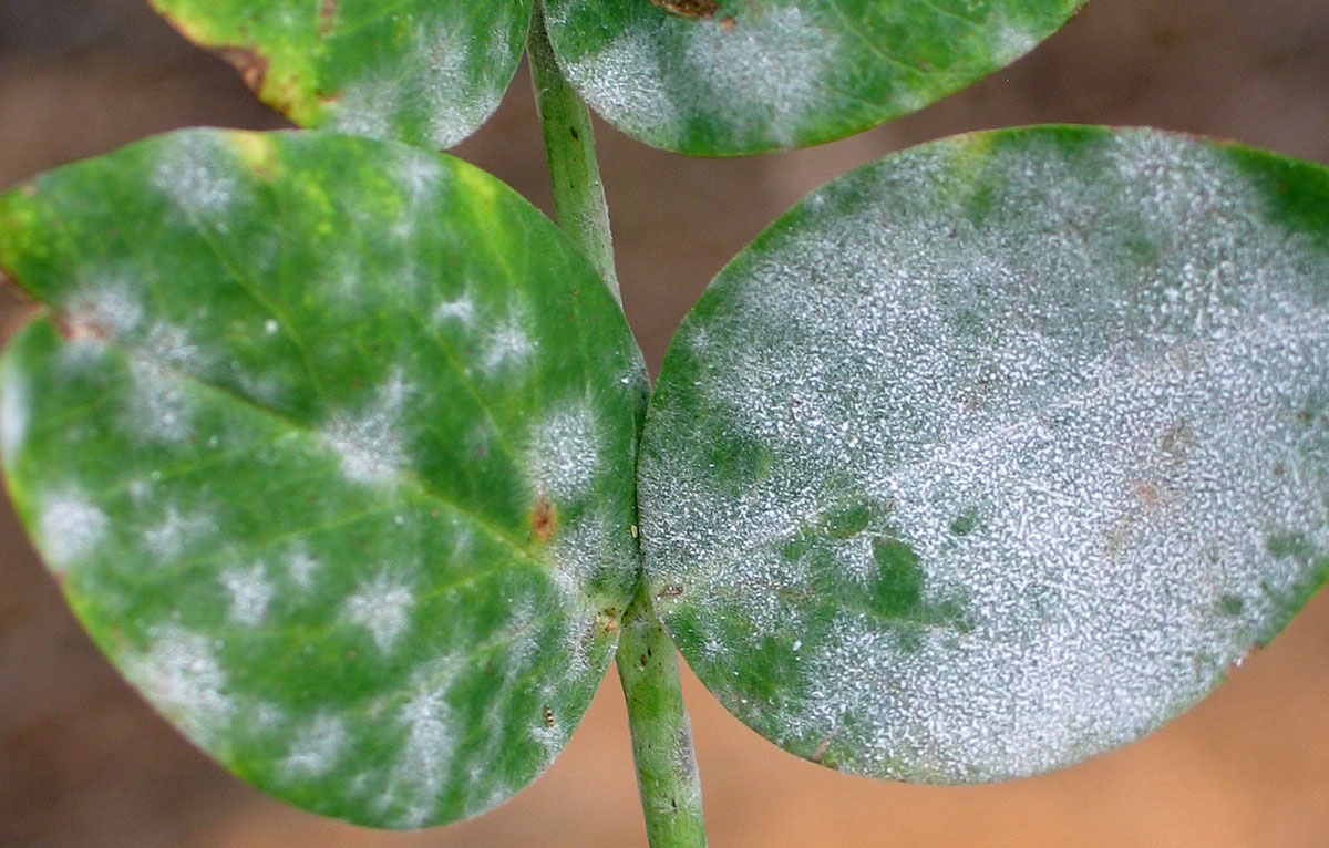 What Causes Powdery Mildew What Causes Powdery Mildew
