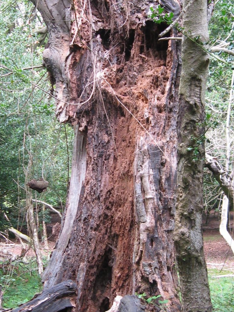inside of tree rotting