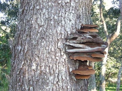 Wood Rot Mushrooms