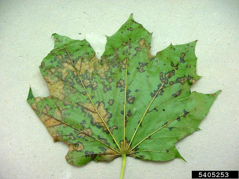A diseased tree leaf