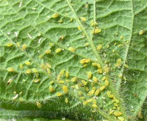 Aphids on a green leaf