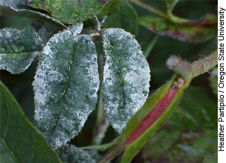 A couple leaves with downy mildew