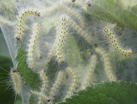 A bunch of webworms on a plant