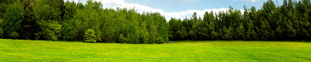 A field with trees in the background