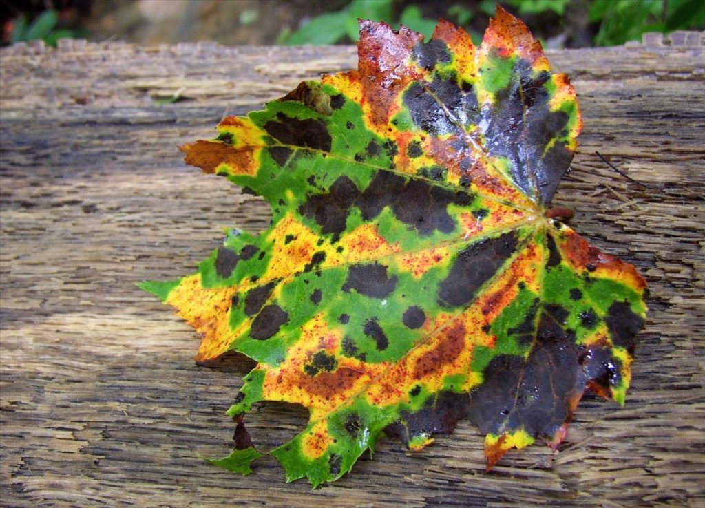 A leaf with heat injuries that makes it look rainbow