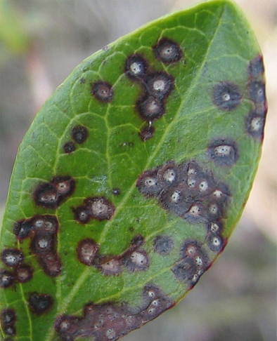 A leaf with black and white spots