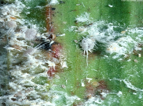 A leaf with mealy bug damage