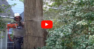sussex-tree-services-video-thumbnail