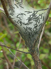 A tree or bush with a nest of tent caterpillars