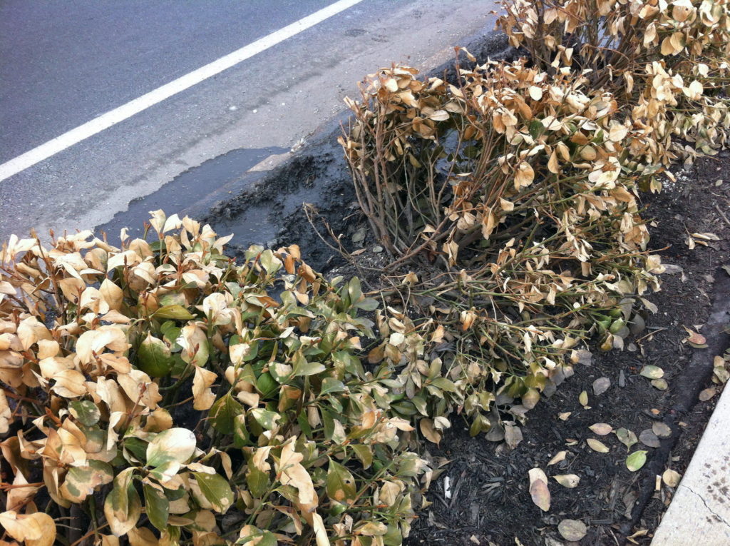 wind burn (winter wind damage) of plants