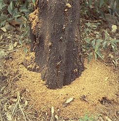 A tree that has wood borers