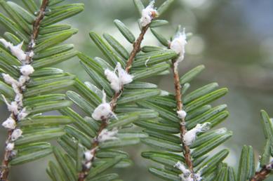 Leafs with wooly adelgid damage