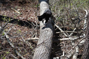black cat roaming on cut down tree