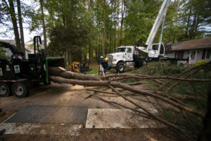 Sussex Crane Company chainsawing branches off downed tree