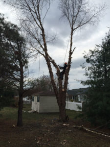 Eastern Shore DE Tree Removal Services