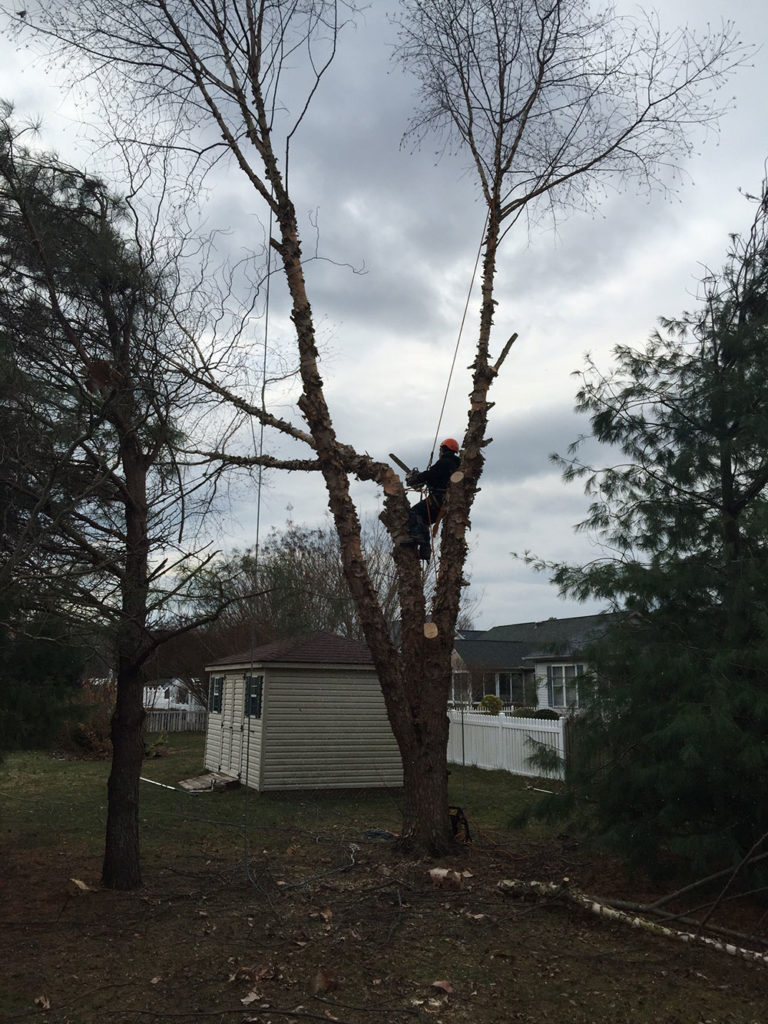 Eastern Shore Tree Removal Services