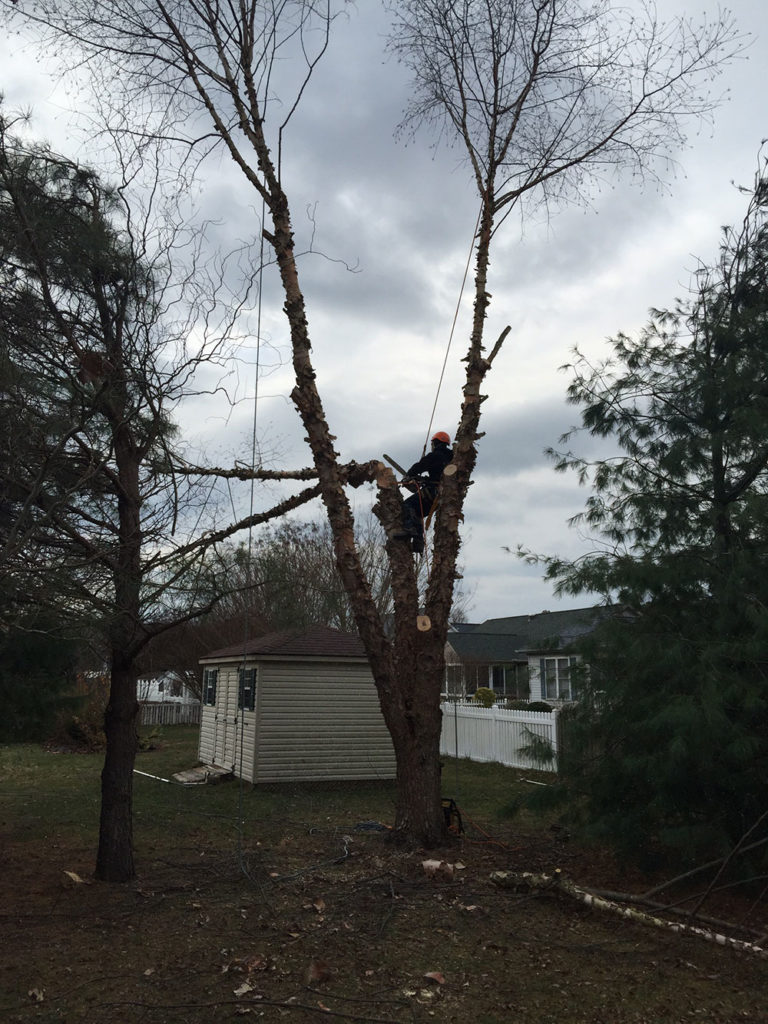Eastern Shore Tree & Branch Removal
