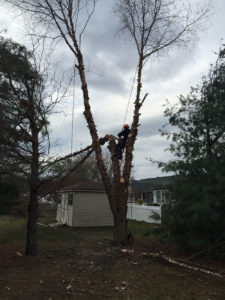 guy removing tree next to shed