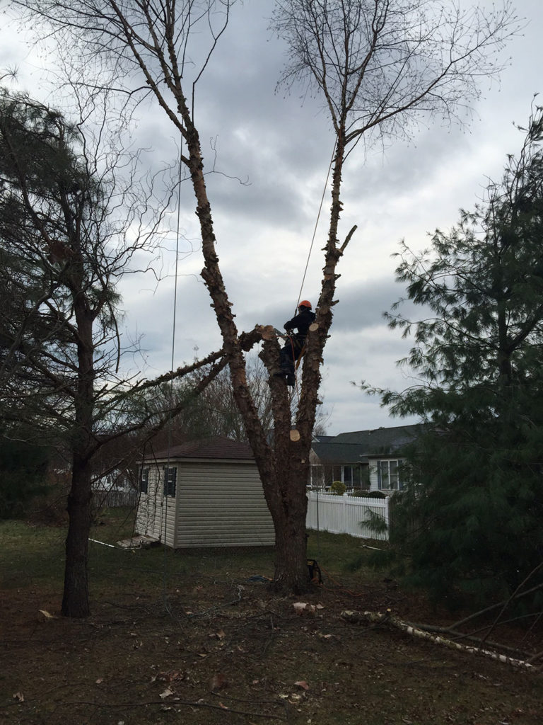 guy removing tree next to shed