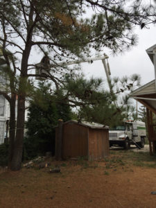 Eastern Shore DE Branch Removal