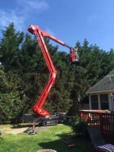Sussex Crane Carrying man towards treetops