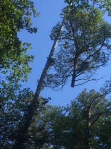 Sussex Crane removing top of tree