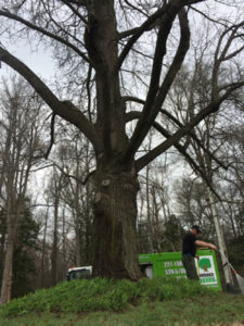 Eastern Shore Tree Treatment
