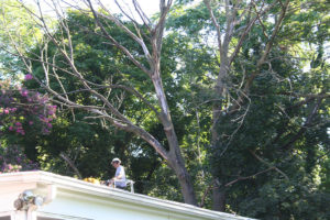 Tree Care by Sussex Tree