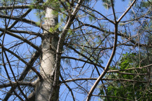 Tree About To Get Serviced