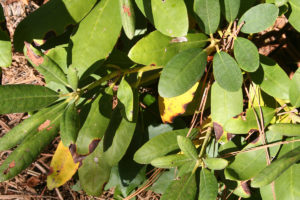diseased leaves getting ready for treatment