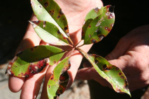 person holding disease leaves