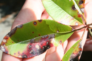 Diseased Leaves Close Up