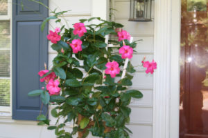 group of pink flowers by doorway