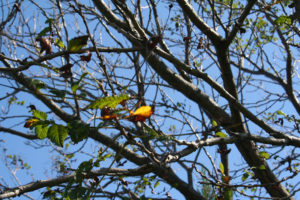Delaware Tree & Leaves
