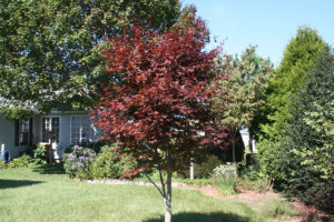 Eastern Shore yard with red and green trees