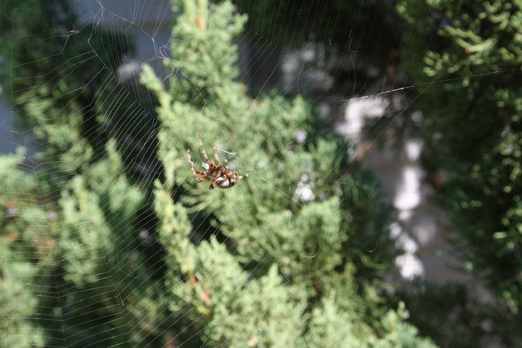 big spider making a big web from a tree