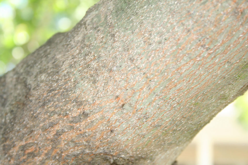 up close image of a tree trunk that needs treatment