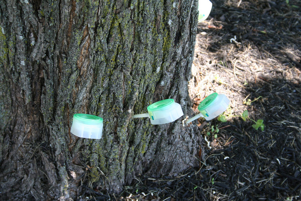 three tree treatments in tree