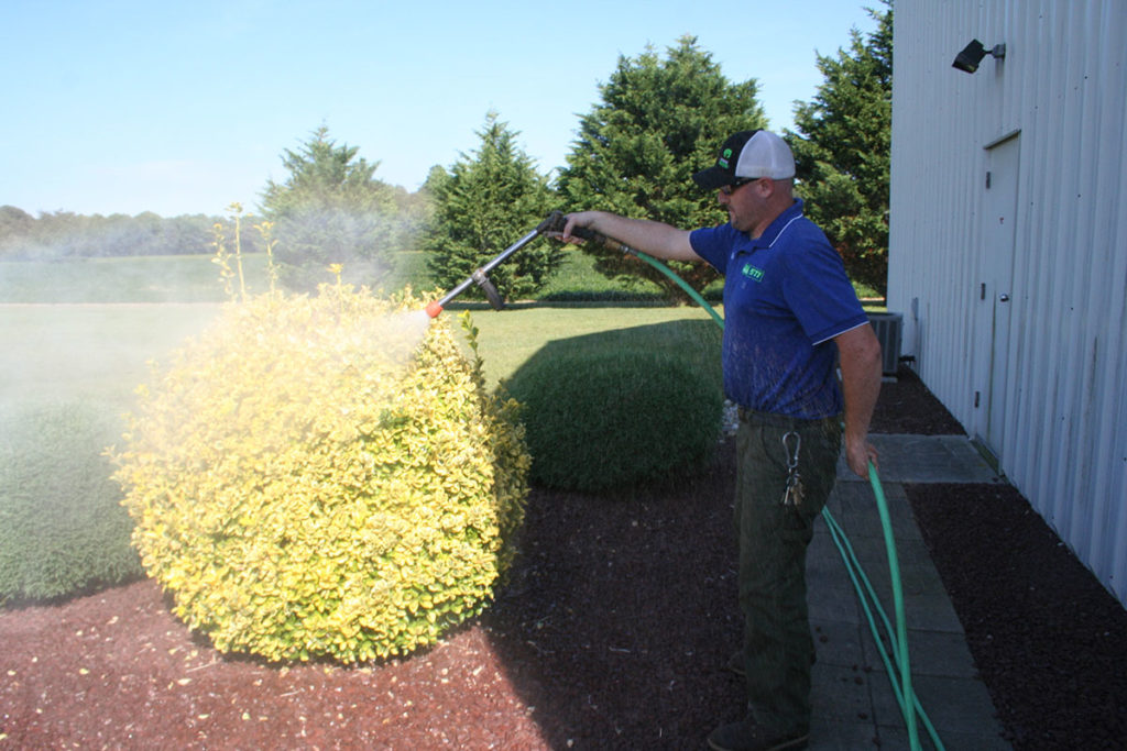 worker spraying a bush