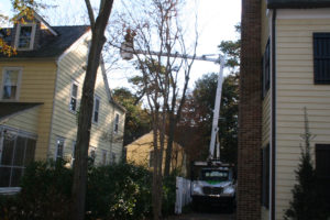 Sussex Tree Service Call