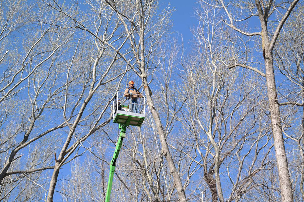 Sussex Tree Worker in Cherry Picker
