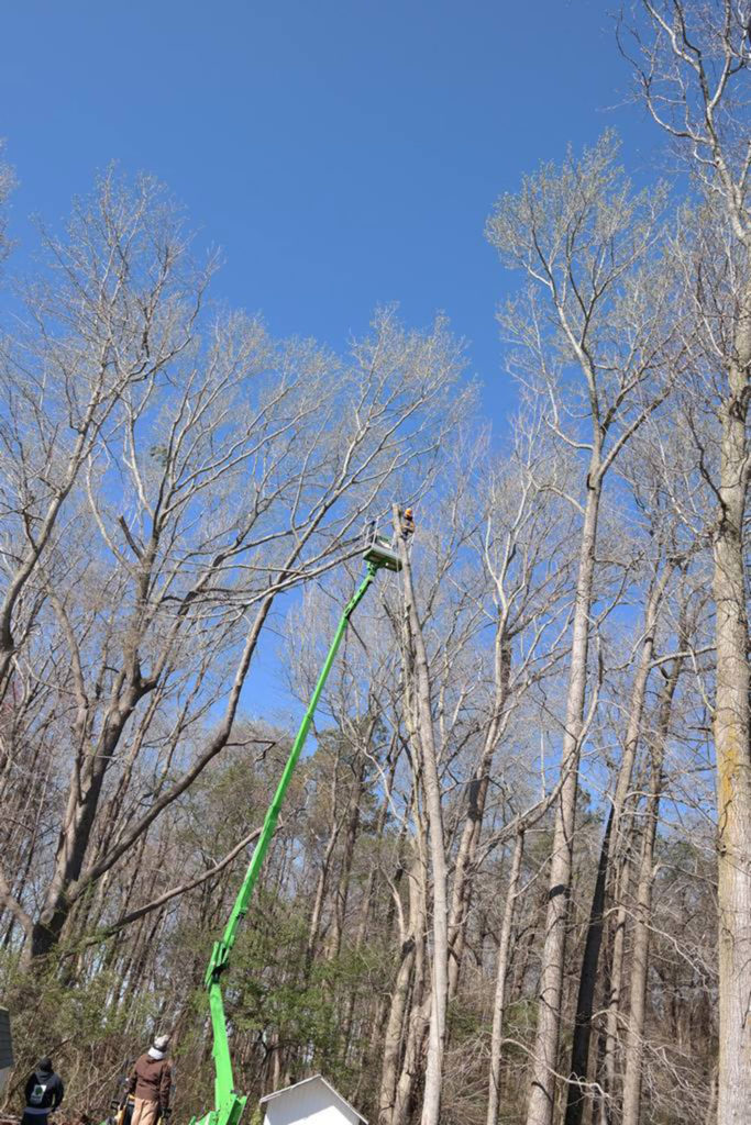 Tree Services performed in Delaware