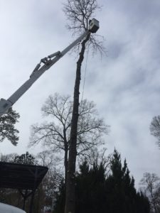Sussex Tree Performing Tree Removal