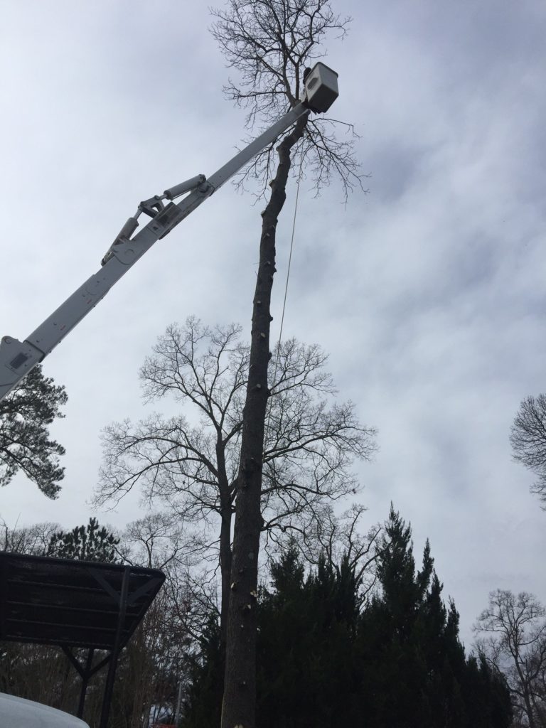 Sussex Tree Performing Tree Removal