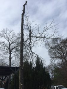 Tree Removal Process done by Sussex Tree
