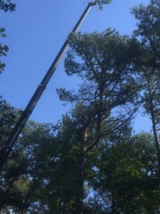 Tree Trimming & Pruning by Sussex Tree