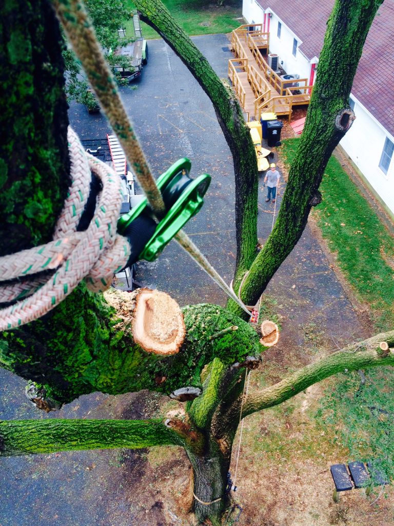 Sussex Tree Services in a tree