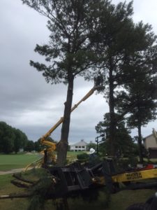 Tree Trimming in Lewes DE